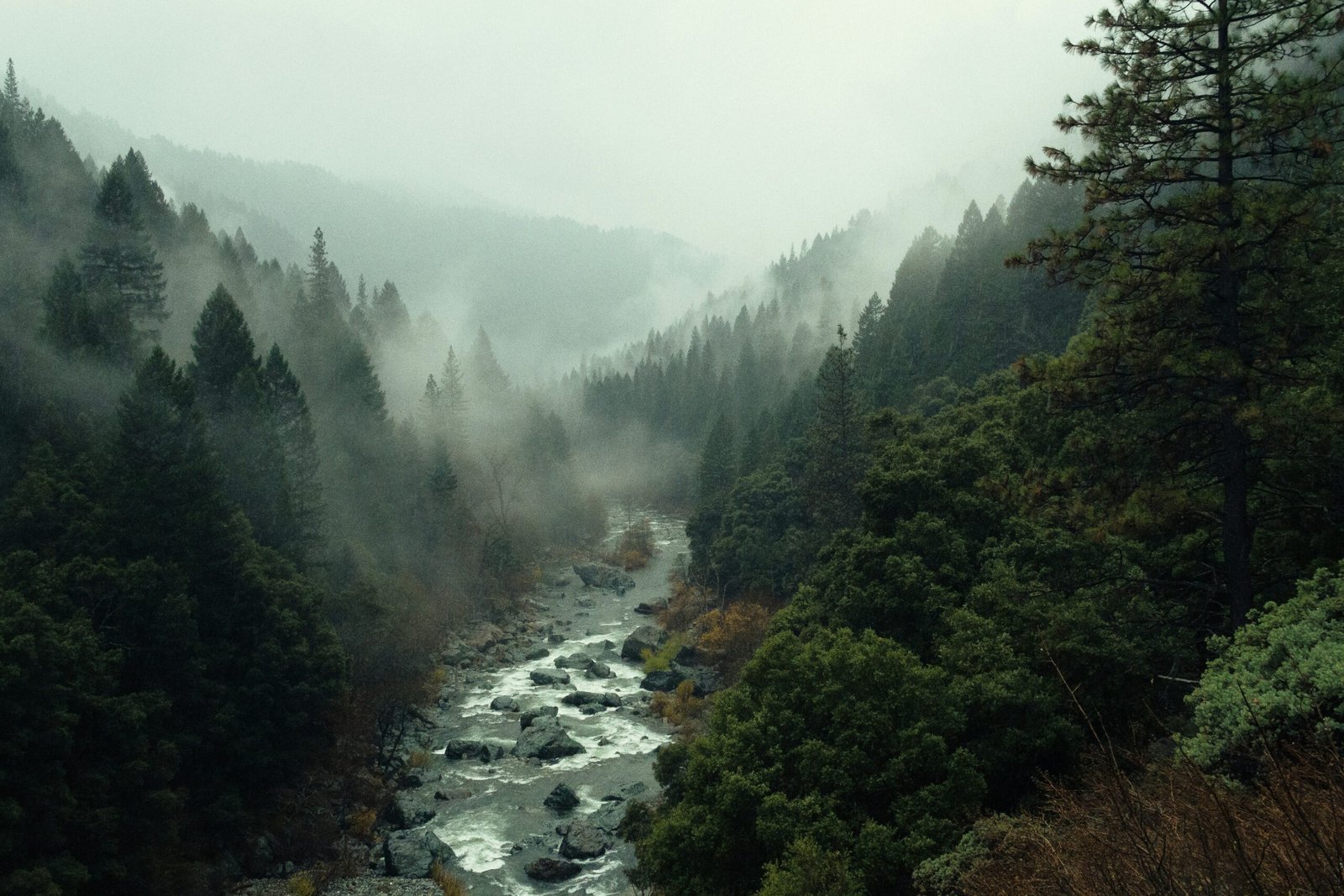 pine-watt-2Hzmz15wGik-unsplash